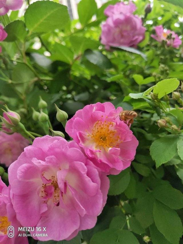 蔷薇花开正艳丽
