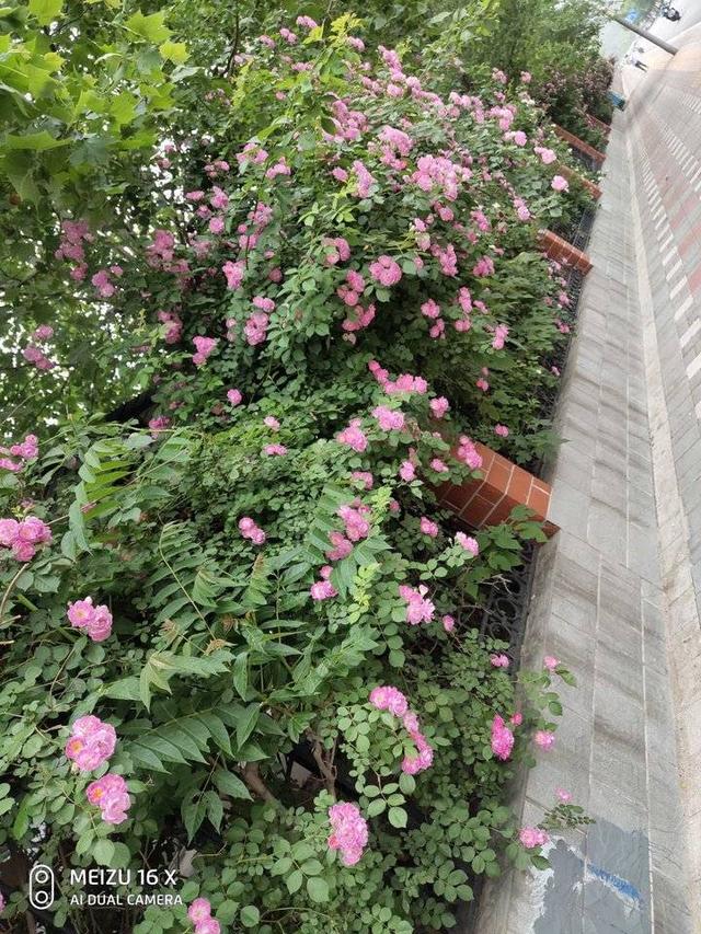 蔷薇花开正艳丽