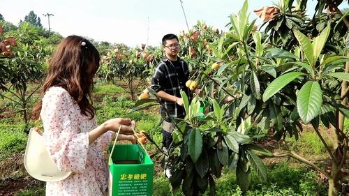 枇杷熟了，又大又甜！合江白沙镇邀你去摘枇杷