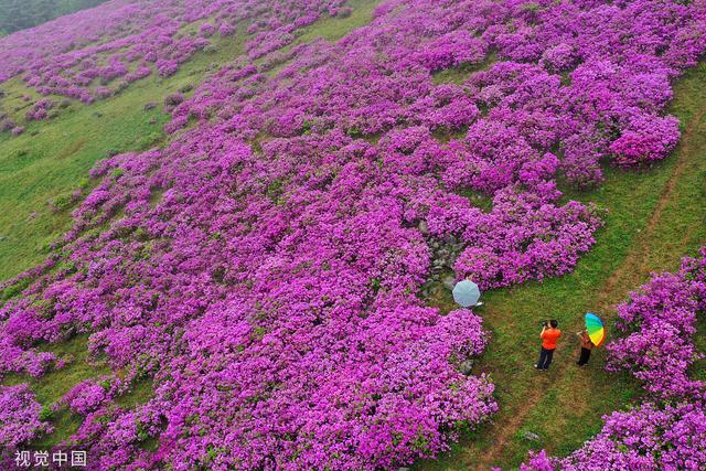 韩国和顺郡民众雨中赏花徜徉杜鹃花海