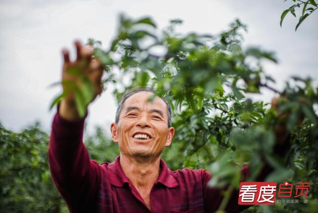 大安回龙：青花椒丰收在望 助力乡村振兴