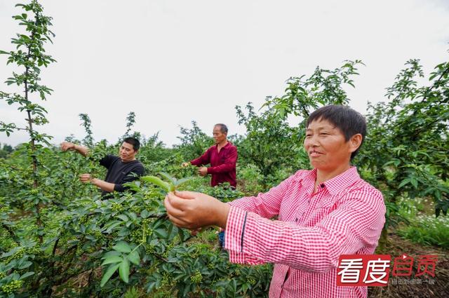 大安回龙：青花椒丰收在望 助力乡村振兴