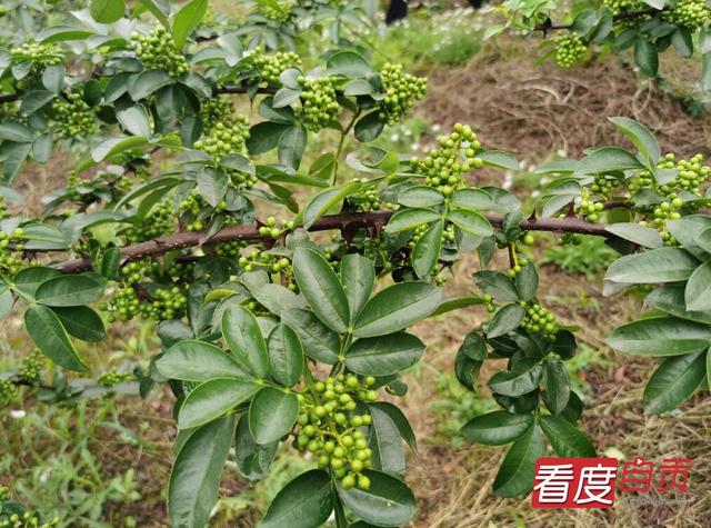 大安回龙：青花椒丰收在望 助力乡村振兴
