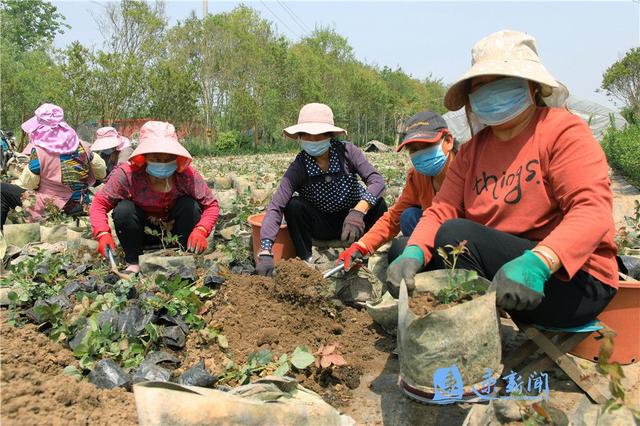 沭阳：月季盆栽培育正当时
