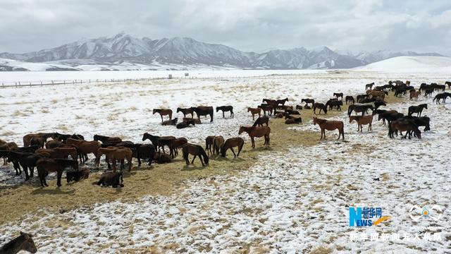 “飞阅”中国｜降雪降温 山丹马场为马群补饲