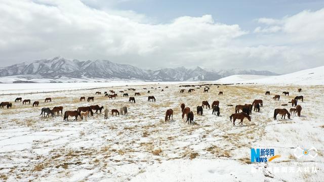 “飞阅”中国｜降雪降温 山丹马场为马群补饲