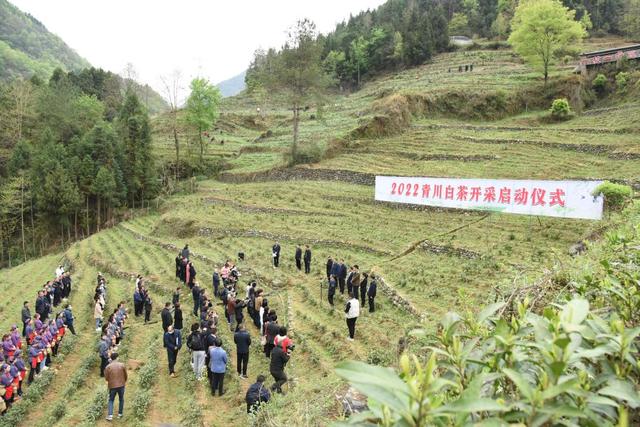 习近平总书记关切事丨一脉茶香生深情——浙江白茶苗扎根黔湘川山村增收脱贫记