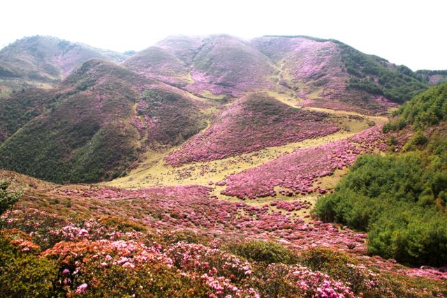 禄劝花海景区图片