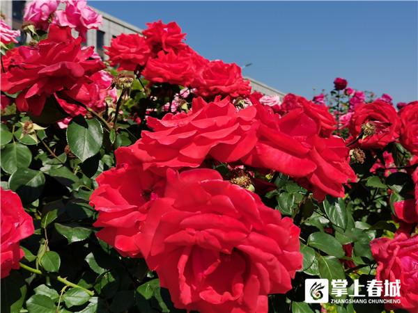 移步见景 西山区3477株月季、1192株蓝花楹进入花期