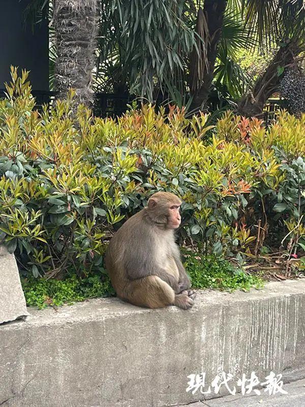 南京市区流窜数月的网红猴被抓