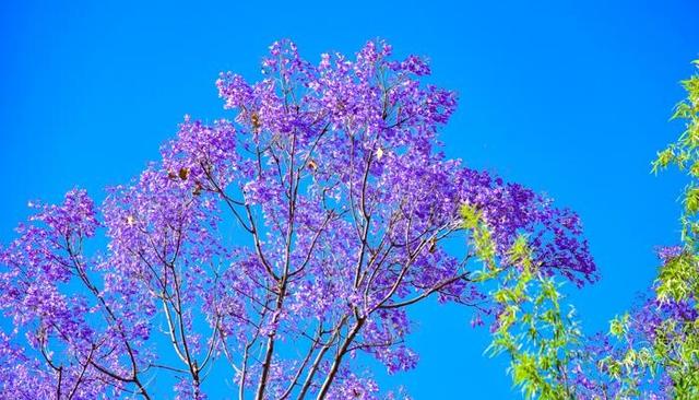 四川西昌的蓝花楹开了 西昌蓝花楹最佳观赏时期什么时候