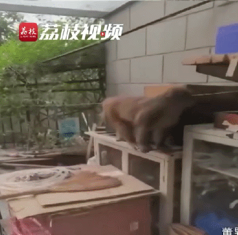团伙流窜作案，一“成员”被抓！现场画面曝光