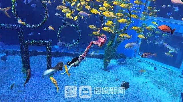 美人鱼回来度假了！假期首日，日照海洋公园热闹非凡