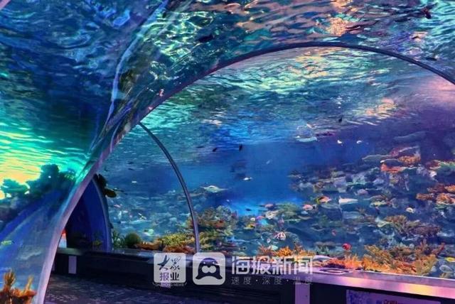 美人鱼回来度假了！假期首日，日照海洋公园热闹非凡