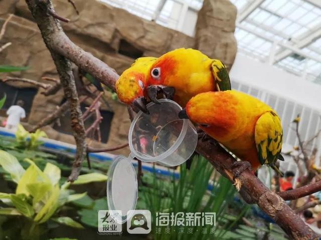 美人鱼回来度假了！假期首日，日照海洋公园热闹非凡
