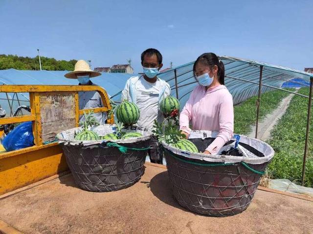 8424西瓜的种植技术 疫情下，上海南汇8424西瓜开售，糖度价格均高于去年