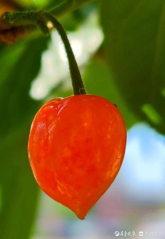 五一摄影“家”|樱桃红了，晶莹剔透