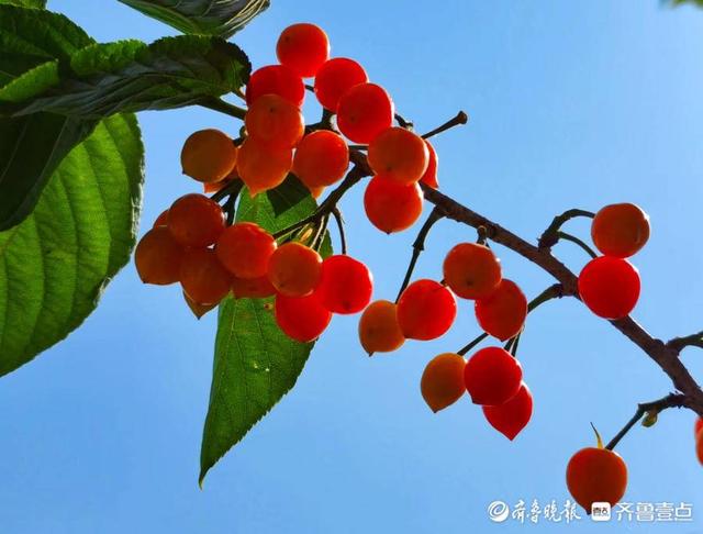 五一摄影“家”|樱桃红了，晶莹剔透