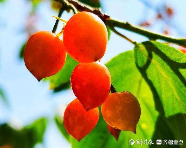 五一摄影“家”|樱桃红了，晶莹剔透