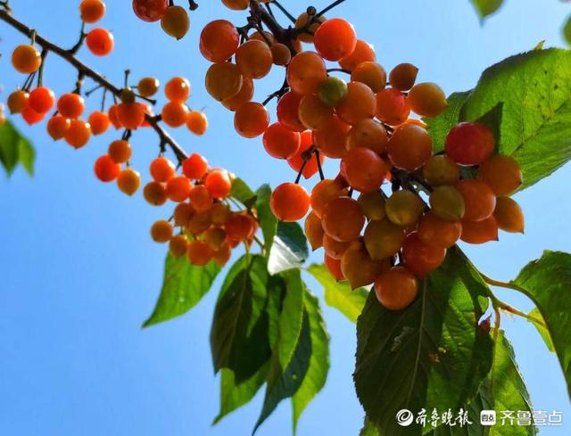 五一摄影“家”|樱桃红了，晶莹剔透
