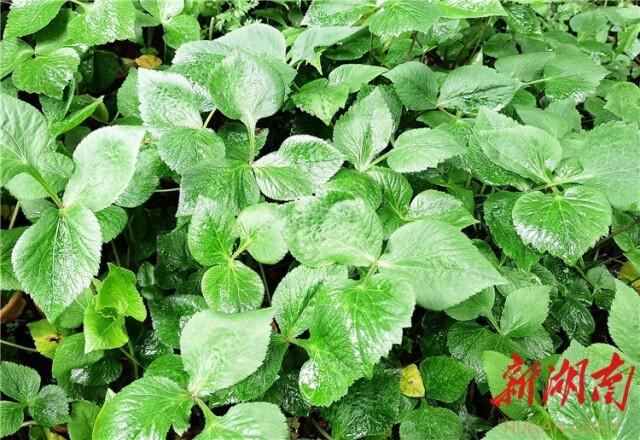 散文丨翟非：只此清静