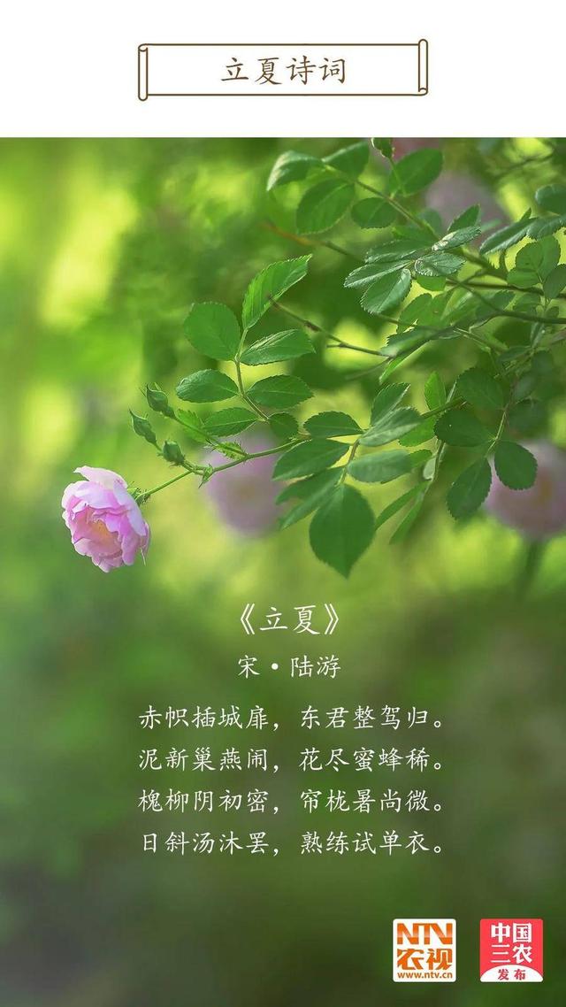 今日立夏 | 薰风至而万物秀