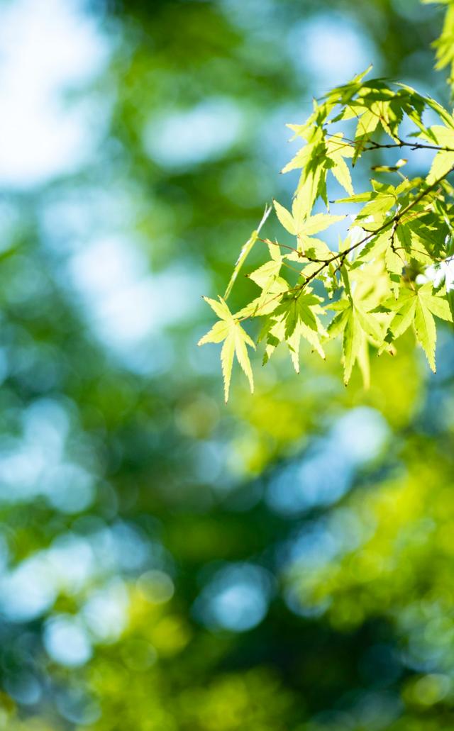 今日立夏丨春意阑珊处，立夏款款来