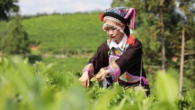 貴州中部鄉村旅遊普安縣布依之春一壺茶