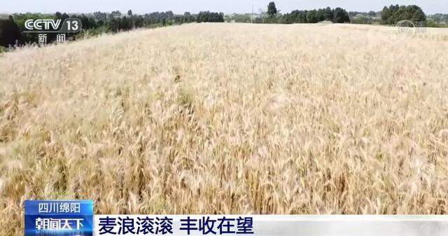 立夏时节 我国多地粮食主产区逐渐进入夏收、夏种、夏管农忙模式