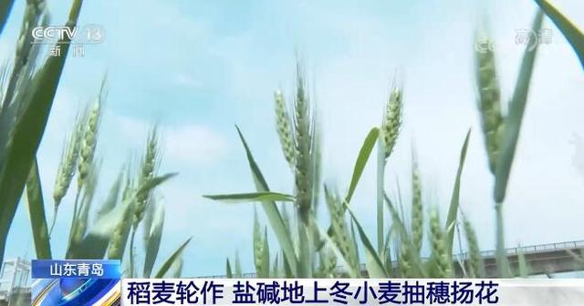 立夏时节 我国多地粮食主产区逐渐进入夏收、夏种、夏管农忙模式