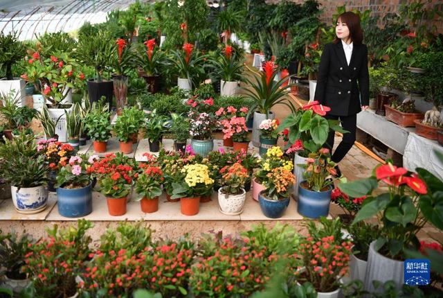 七里小说一轮花全文阅读(七里小说免费阅读全文)