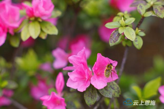 咸丰：唐杜鹃花迎夏绽放