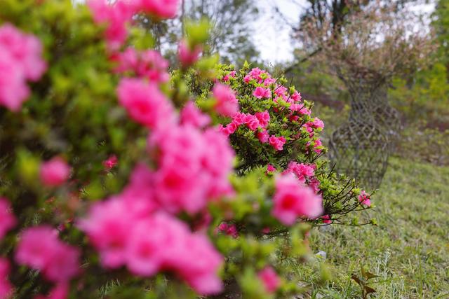咸丰：唐杜鹃花迎夏绽放