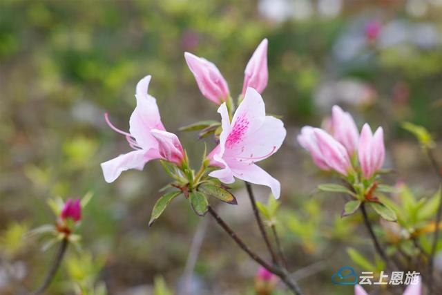 咸丰：唐杜鹃花迎夏绽放