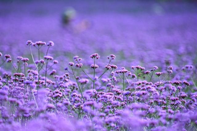 初夏 贵州兴义紫色的花海令人陶醉 贵州黔西南