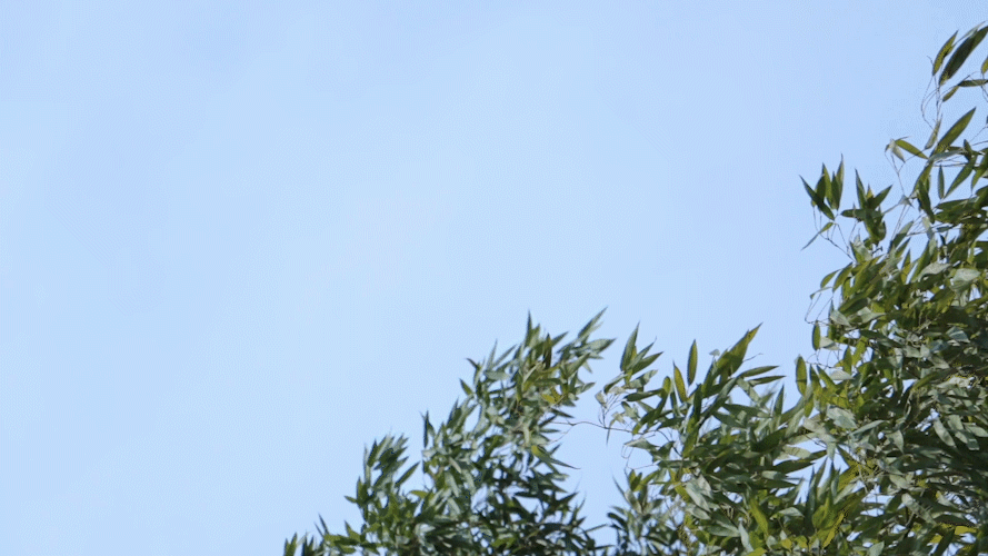 冷空气打脸：“想立夏？凉快几天再说！”