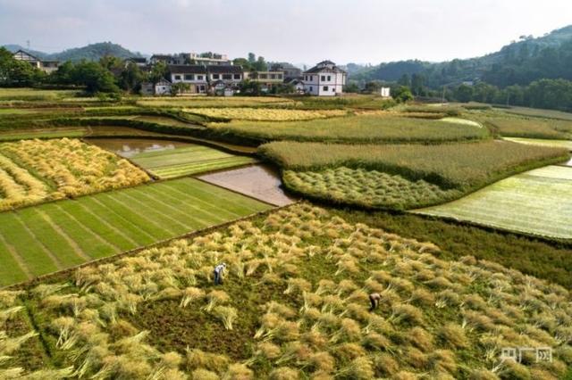 贵州黔西：40万亩油菜籽迎丰收