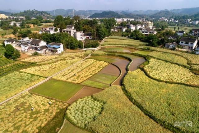 贵州黔西：40万亩油菜籽迎丰收