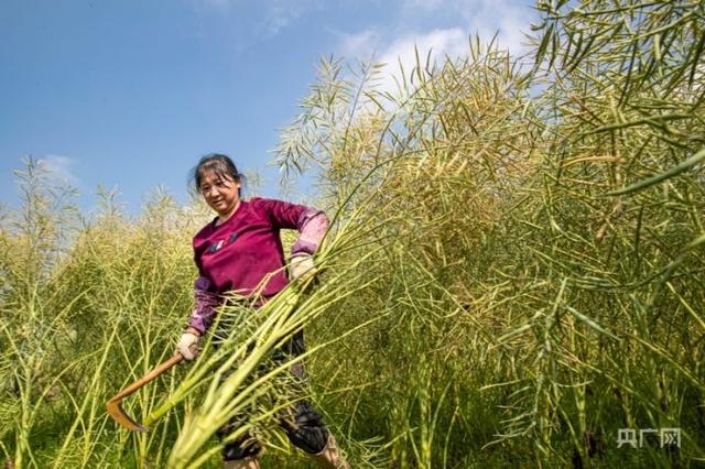 贵州黔西：40万亩油菜籽迎丰收
