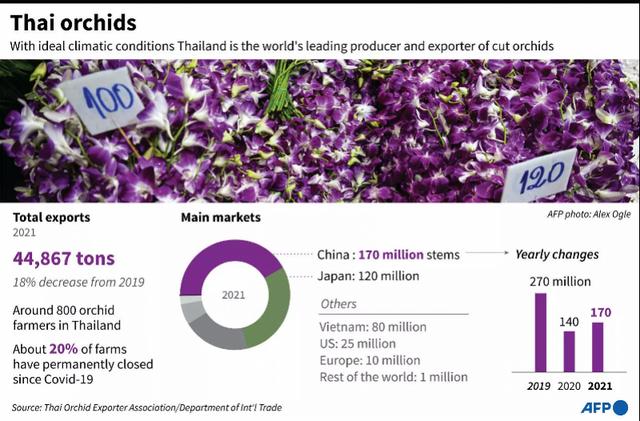 泰国兰花从业者因疫情难以为继