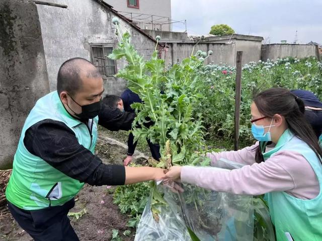 警方紧急提醒：看到这种花，立即报警