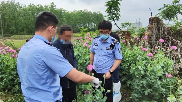 警方紧急提醒：看到这种花，立即报警