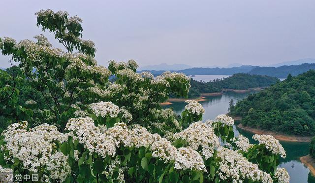 杭州：千岛湖畔桐花绽放 洁白如雪