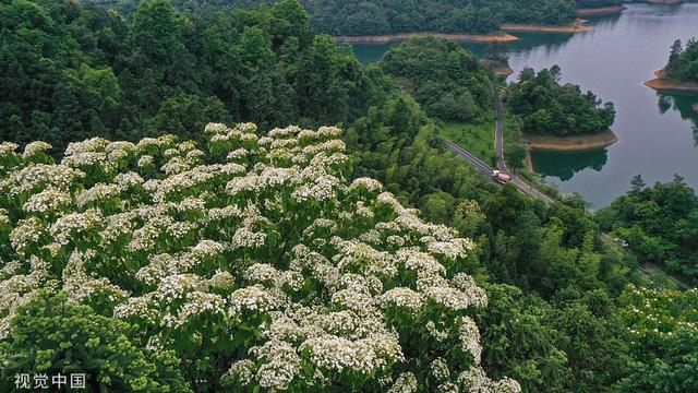 杭州：千岛湖畔桐花绽放 洁白如雪
