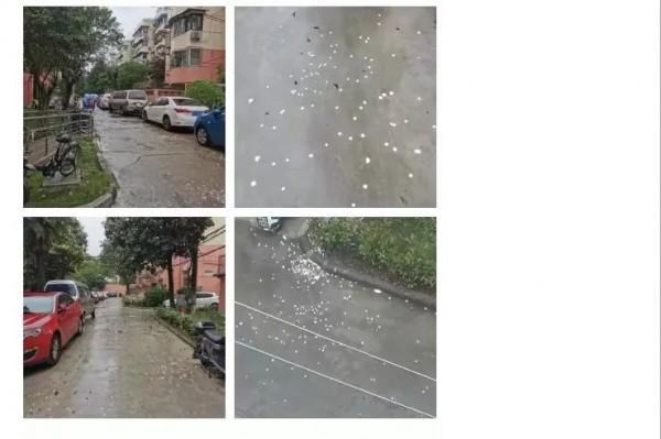 道歉了！上海浦东北蔡一小区大量投放消毒片，居民身体不适！通报来了