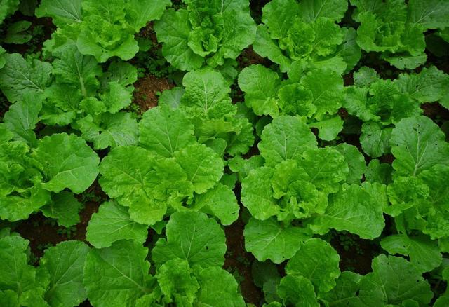 院园艺所蔬菜团队赴修文县开展蔬菜新品种种植培训