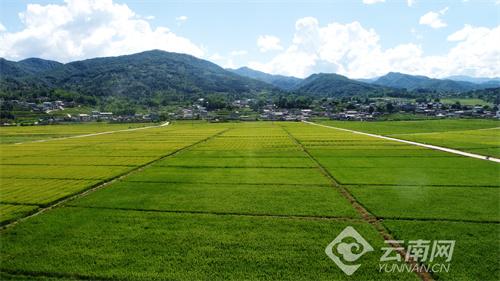 云南景东：水稻丰收在望 田园风光美如画