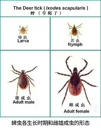 蚰蜒为什么不能踩死_怕什么，蚰蜒为什么不能踩死怕什么