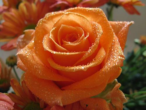 粉色玫瑰花语是什么（玫瑰花都有着不同的花语）-第13张图片