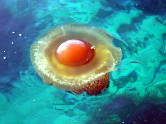 蛋黄水母(怎么看都像是煎蛋！神奇的蛋黄水母：我是不是看起来很好吃？)